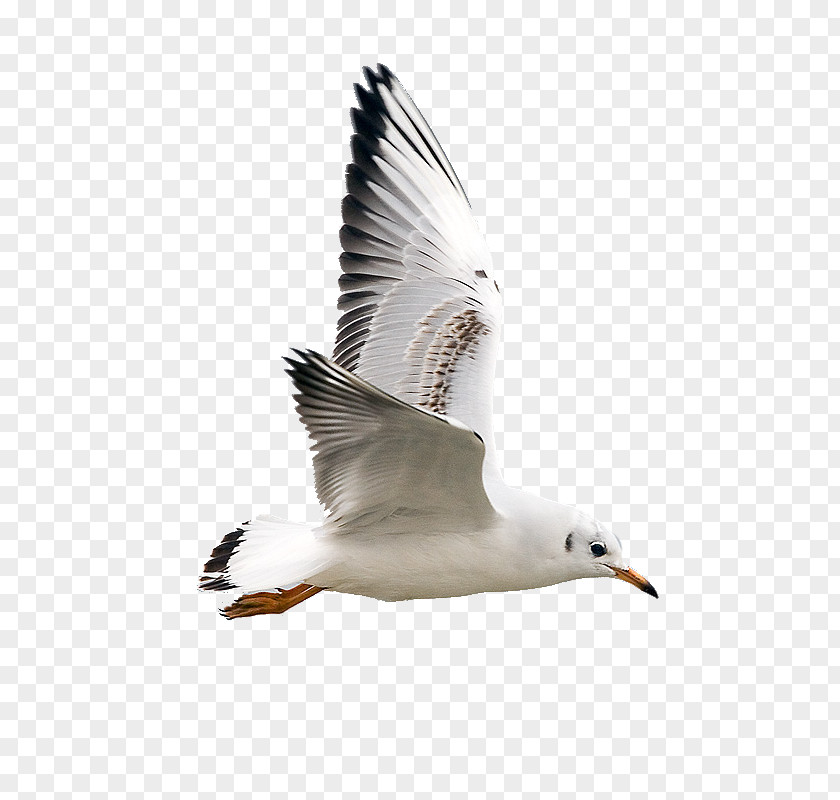 Seagull Gulls Bird Jonathan Livingston Photography PNG