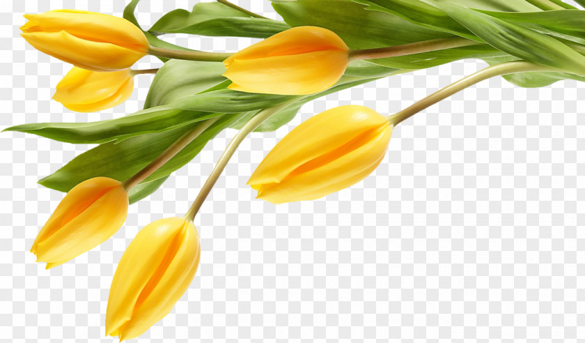 Tulip Artificial Flower Desktop Wallpaper Yellow PNG