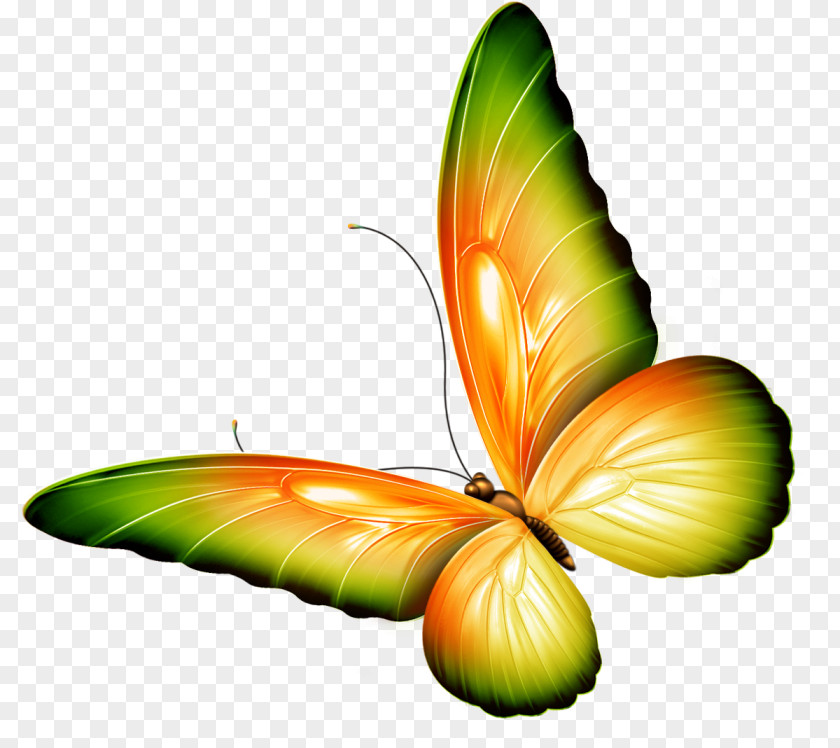 Butterfly Brush-footed Butterflies The Beautiful Garden Poems By Chinyere Nwakanma Clip Art PNG