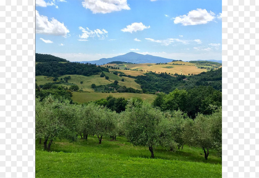 Arcieri Ugo Di Toscana Montepulciano Biome Vegetation Grassland Mount Scenery PNG