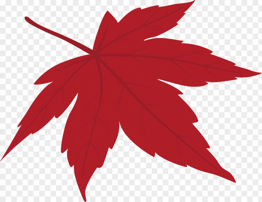 Black Maple Sweet Gum Leaf Fallen Dead PNG