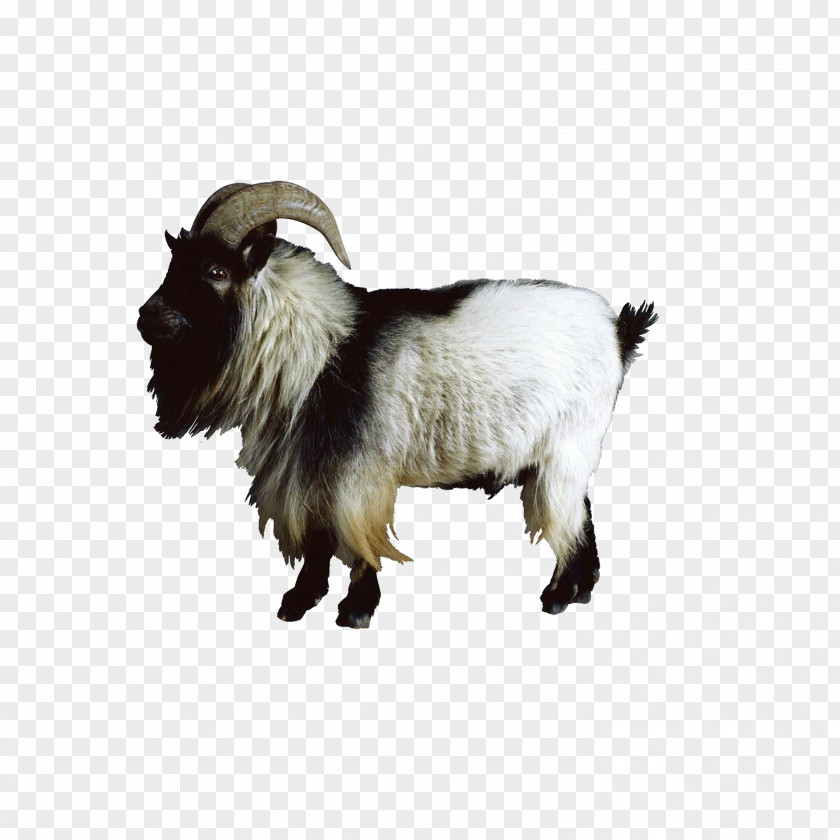 Goat Boer Nigerian Dwarf Sheep Cattle PNG