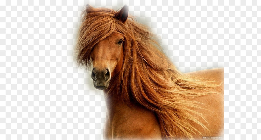 Horse Head Finnish Arabian Mane Mare Pony PNG