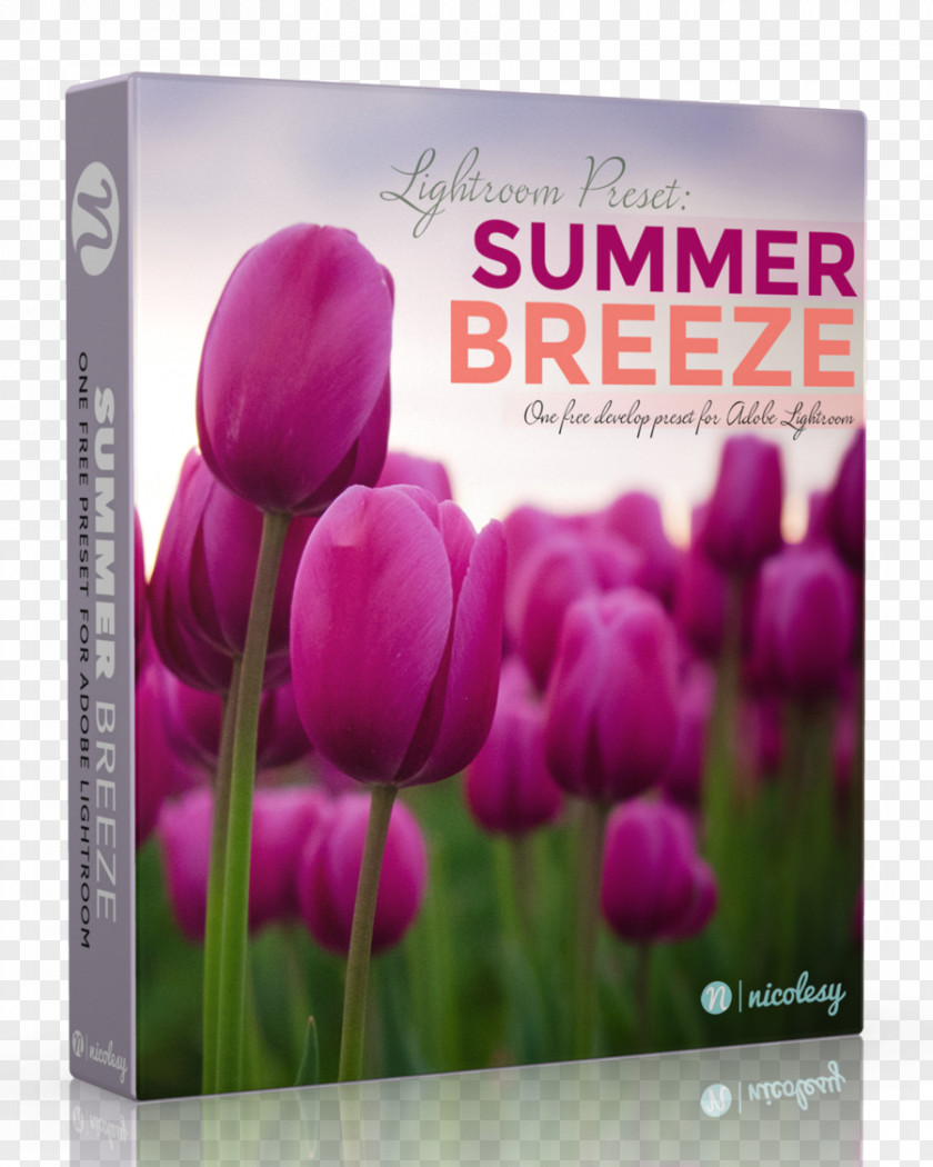 Tulip Adobe Lightroom Printing Summer Breeze Business PNG