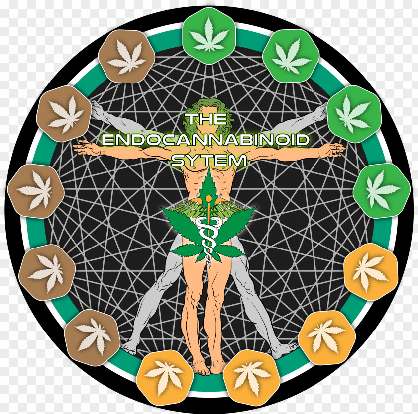 Cannabis Endocannabinoid System Cannabinoid Receptor Cannabigerol Cannabidiol PNG