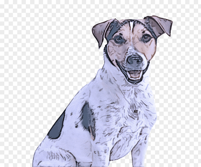 Companion Dog Rare Breed Drawing Sporting Group (dog) PNG