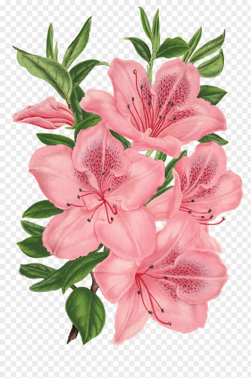 Flower Pink Bunch Drawing Flowers Floral Design PNG