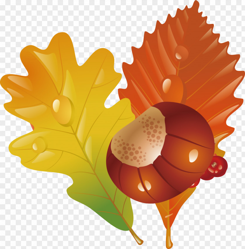 Leaf Acorn Plant PNG