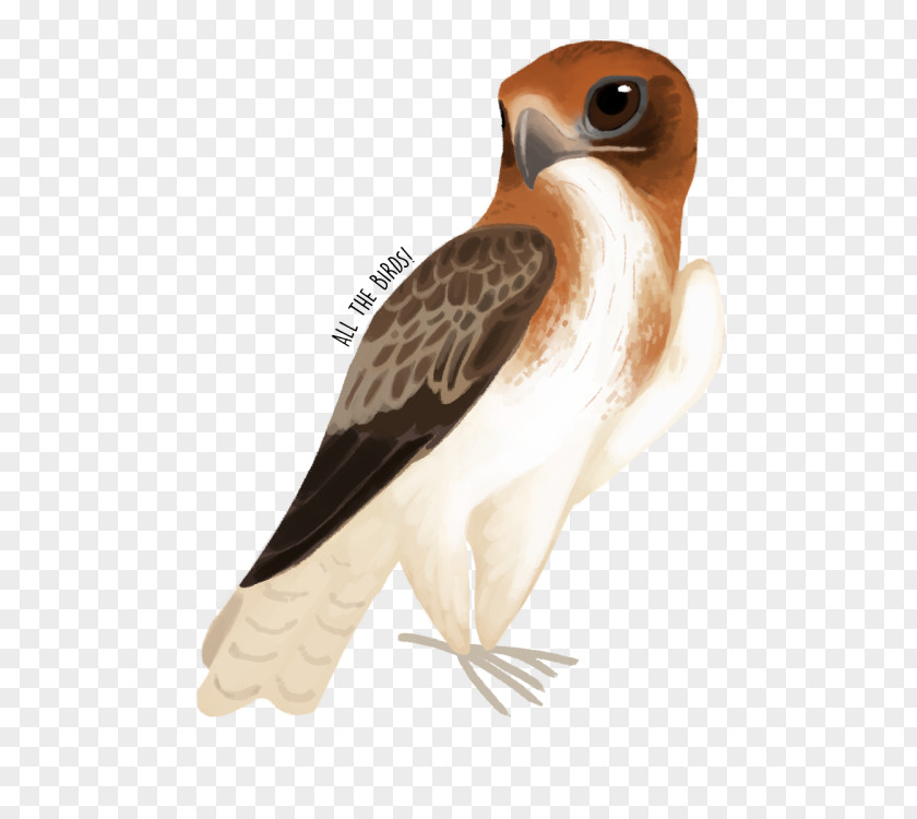 Owl Fauna Hawk Beak Feather PNG