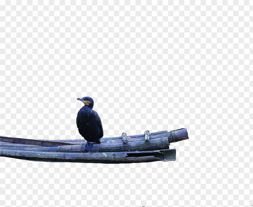 Rafts Of Birds Bird Photography PNG