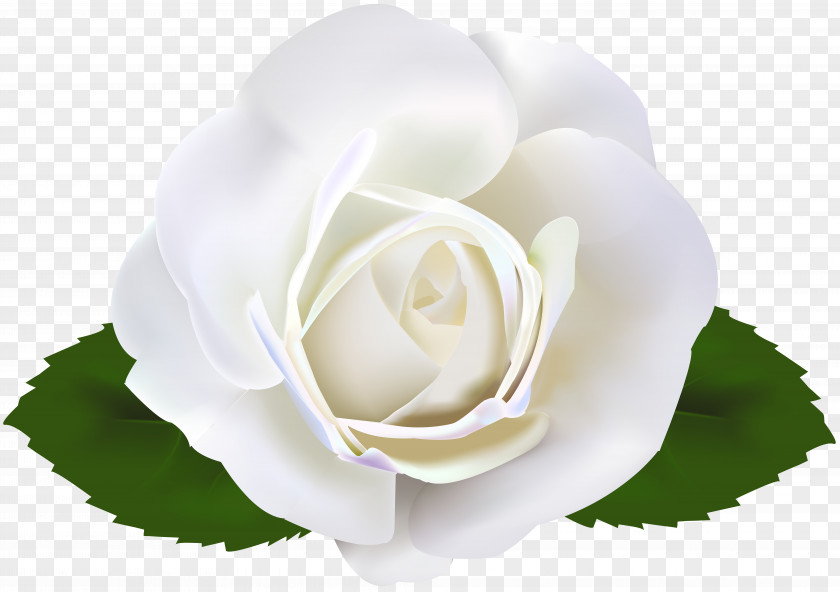 White Gerbera Garden Roses Clip Art PNG