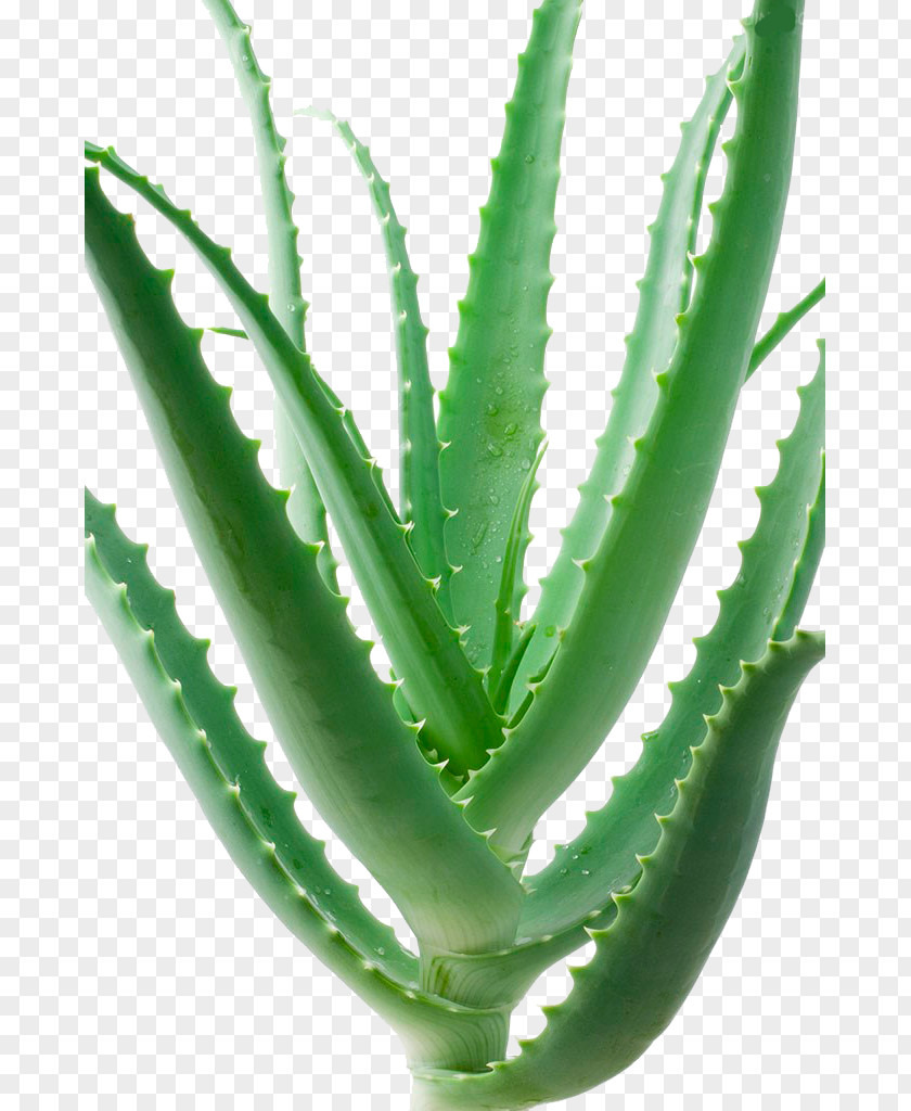 Aloe Acne Skin Dermatologist Dermatology PNG