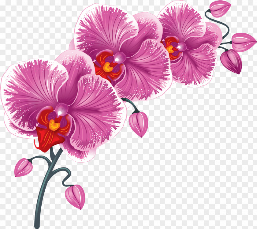 Beautiful Orchid Photo Frame Desktop Wallpaper Flower Clip Art PNG