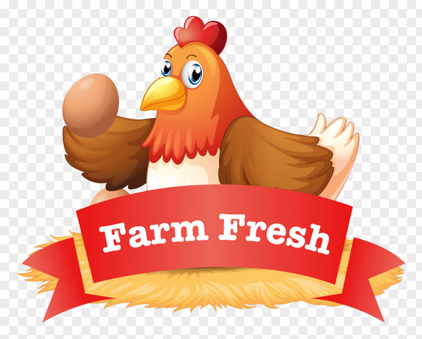 Chicken Fried Egg Poultry Farming PNG