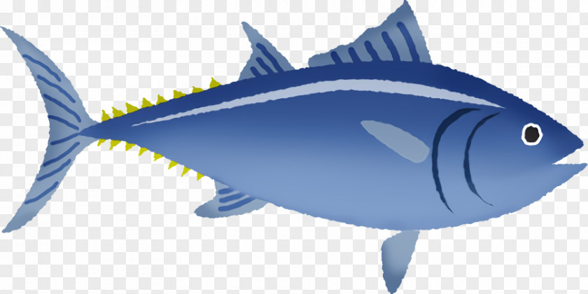 Fish Fin Tuna Atlantic Bluefin PNG