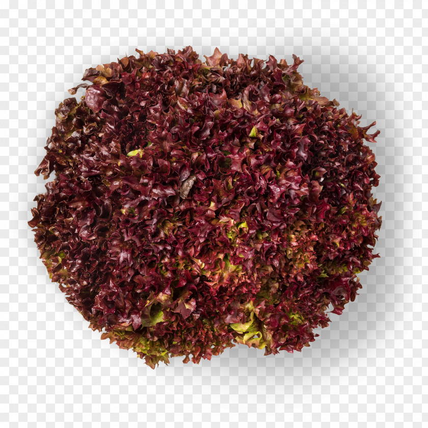 Lollo Rosso Color Earl Grey Tea Wine Purple Leaf PNG