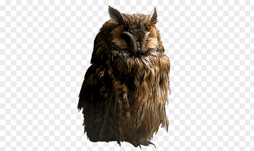 Owl Brown Hawk-owl Clip Art PNG