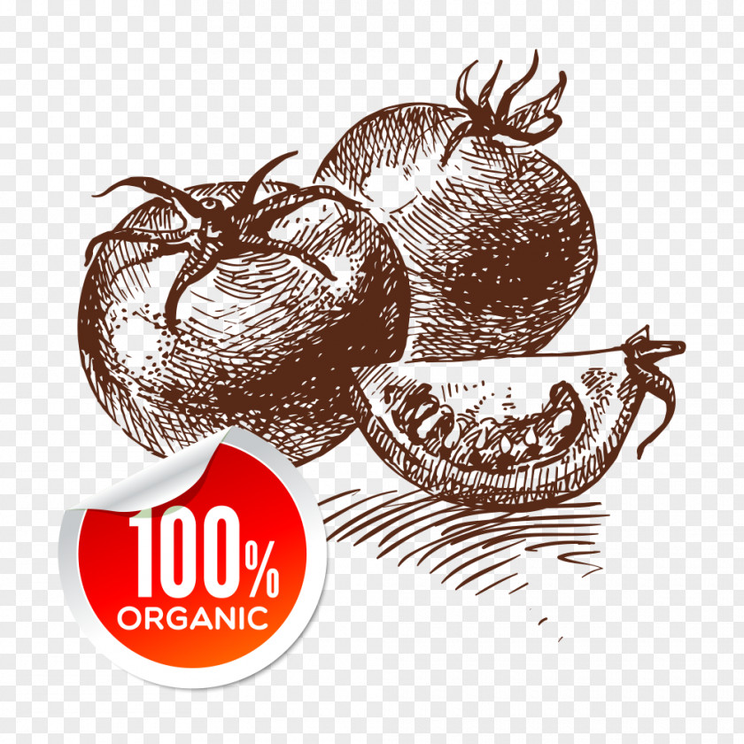 Tomato Vegetarian Cuisine Vegetable Drawing PNG