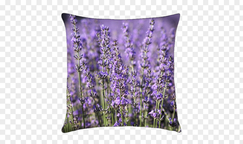 Lavande English Lavender Throw Pillows Cushion Garden PNG