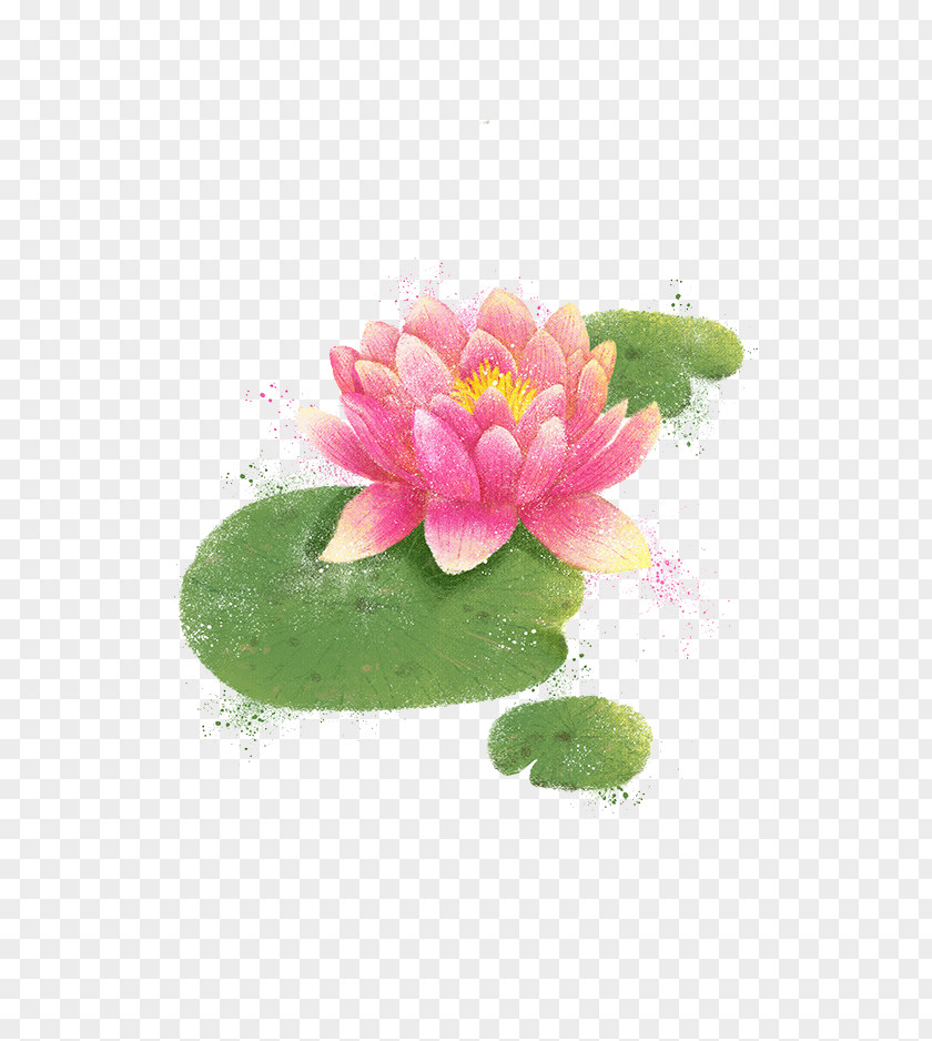Lotus Watercolor Painting Illustration PNG