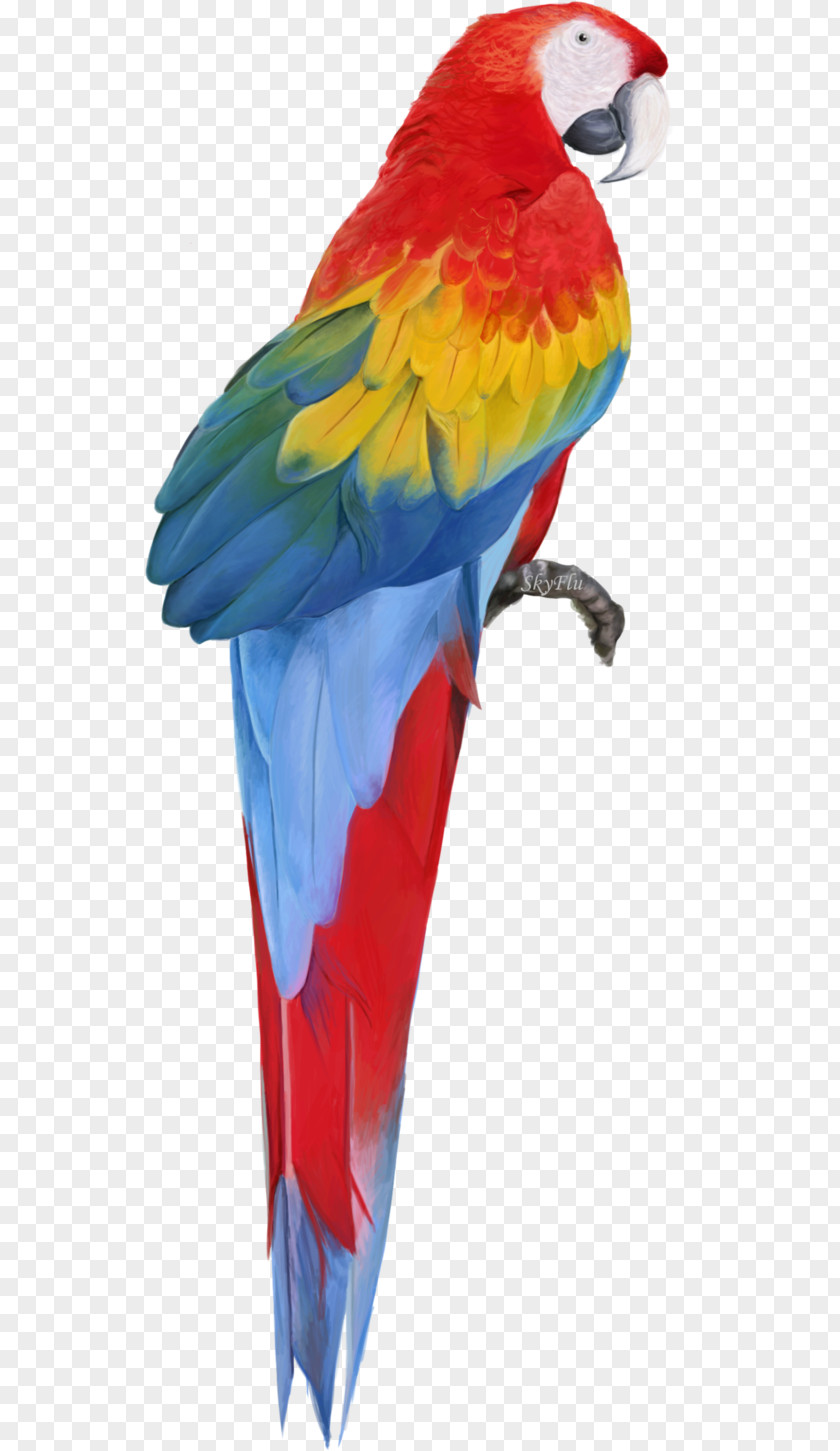 Macaw Free Download Parrot Clip Art PNG