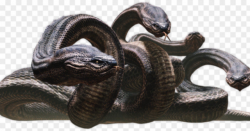 Snake Rattlesnake Dragon's Dogma: Dark Arisen Echidna PNG