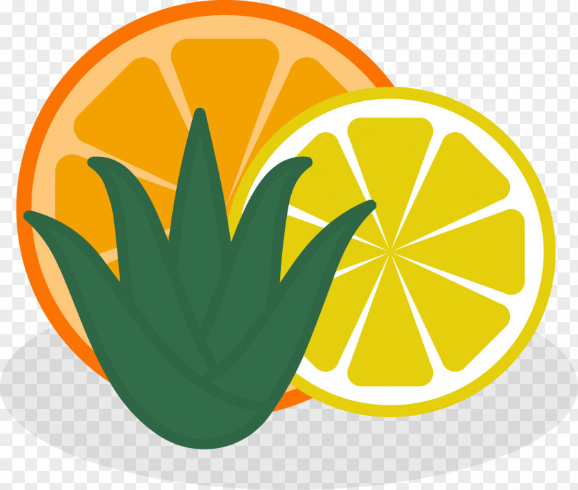 Summer Garden Abstract Citrus Fruit Vector Graphics Patrick Montag Photography Stock Illustration PNG