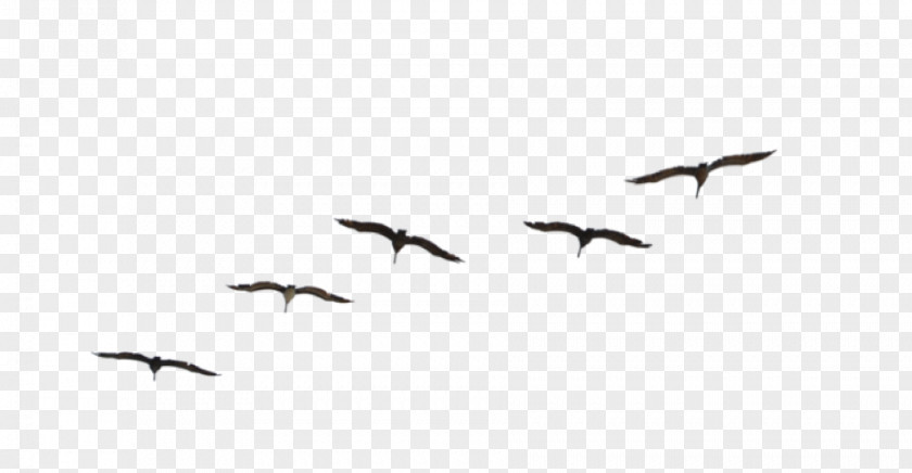 Bird Flight Migration Flock Travel PNG