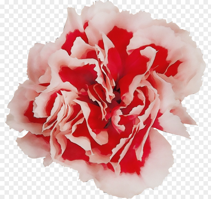 Chinese Peony Carnation Flower Petal Pink Plant PNG