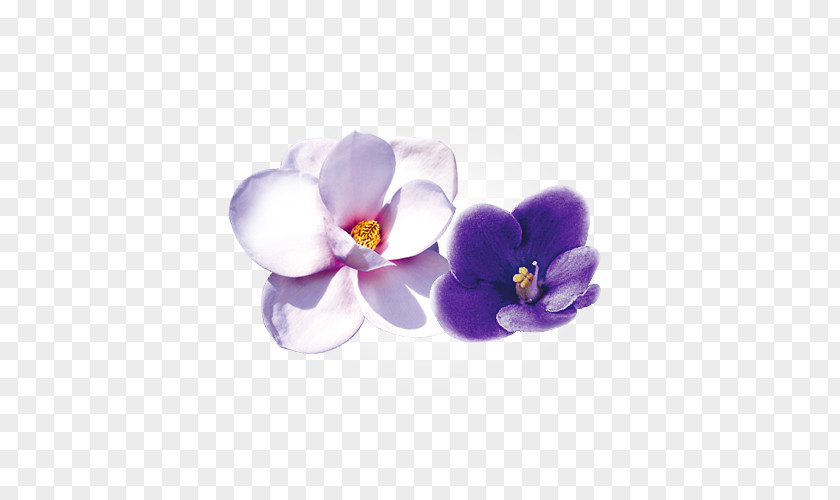 Flower Violet Moth Orchids Petal PNG