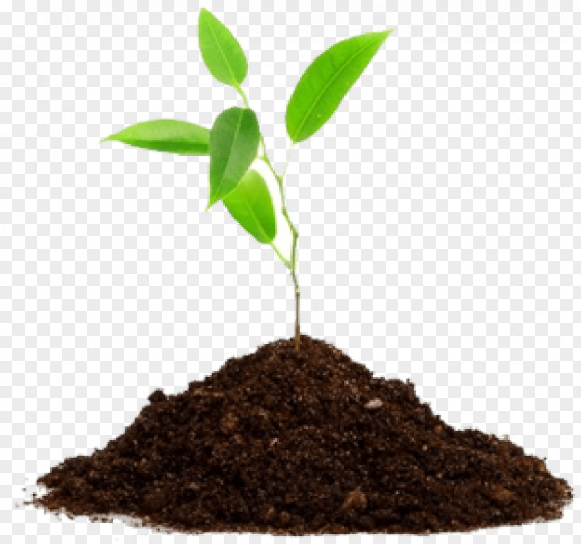 Ground Soil Seedling Cannabis Sativa Medicinal Plants PNG