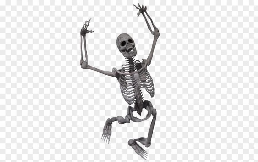 Skeleton Human Bone Skull Body PNG