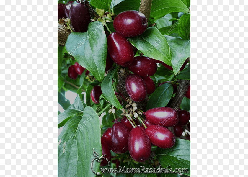 Tree Gooseberry Rasadnik MAVM Cornelian Cherry Fruit Lingonberry PNG
