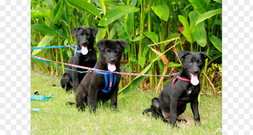 Animal Welfare Dog Breed Patterdale Terrier Greyhound Great Dane Sporting Group PNG
