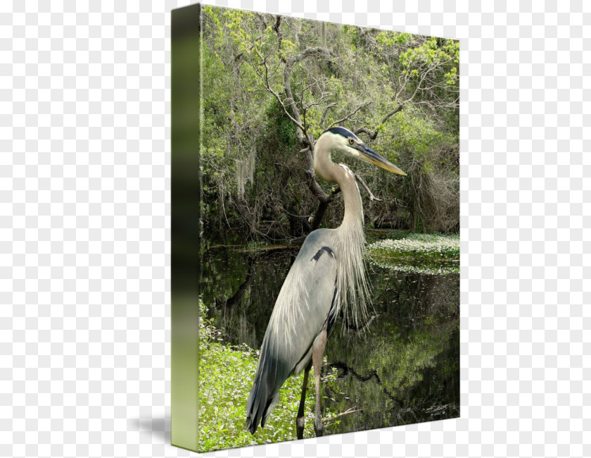 Blue Heron Egret Marabou Stork Gallery Wrap Canvas PNG