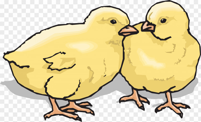 Chick Chicken Clip Art PNG