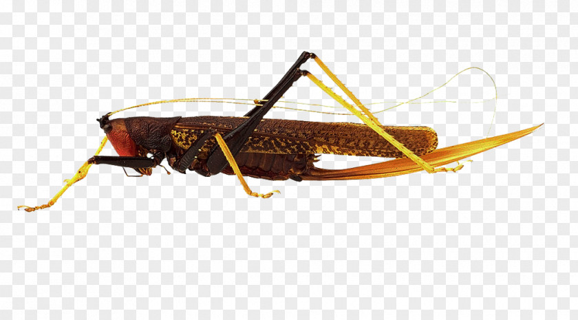 Grasshopper Insect Locust Respiratory System Caelifera PNG