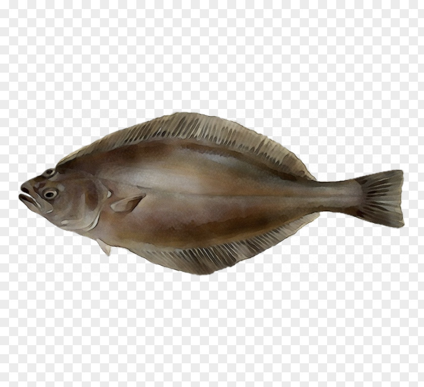 Bonyfish Flatfish Fish Sole Bony-fish PNG