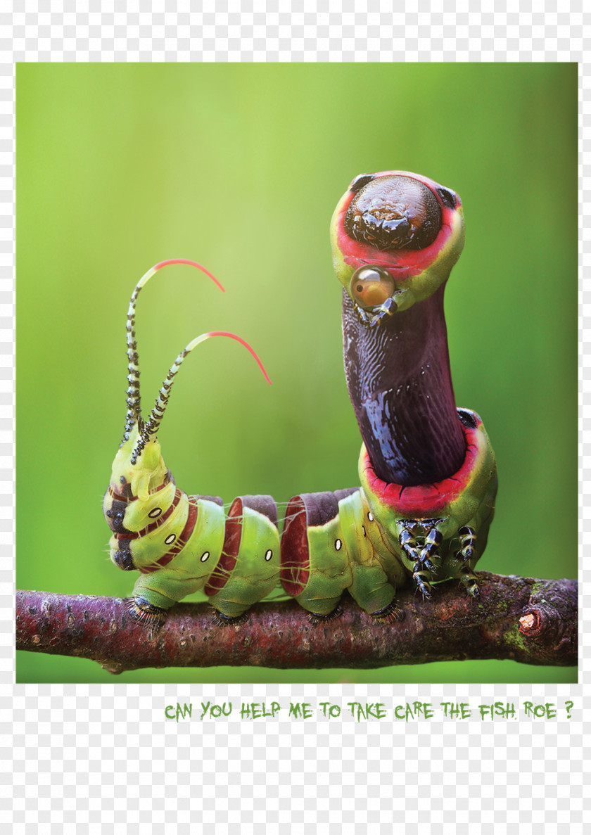 Caterpillar Macro Photography PNG