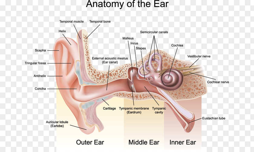 Human Ear Outer Anatomy Auricle Middle PNG