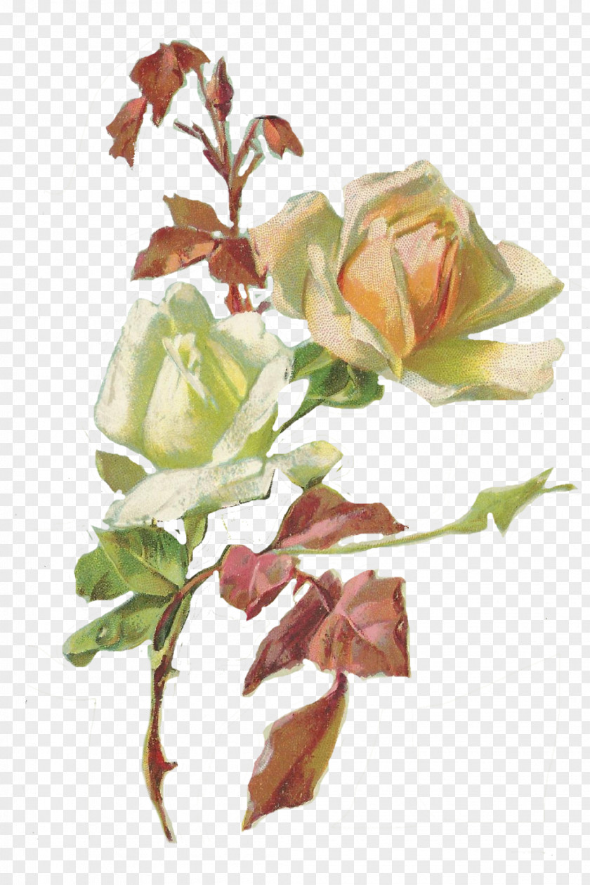 Postcard Back Garden Roses Cut Flowers Floral Design PNG