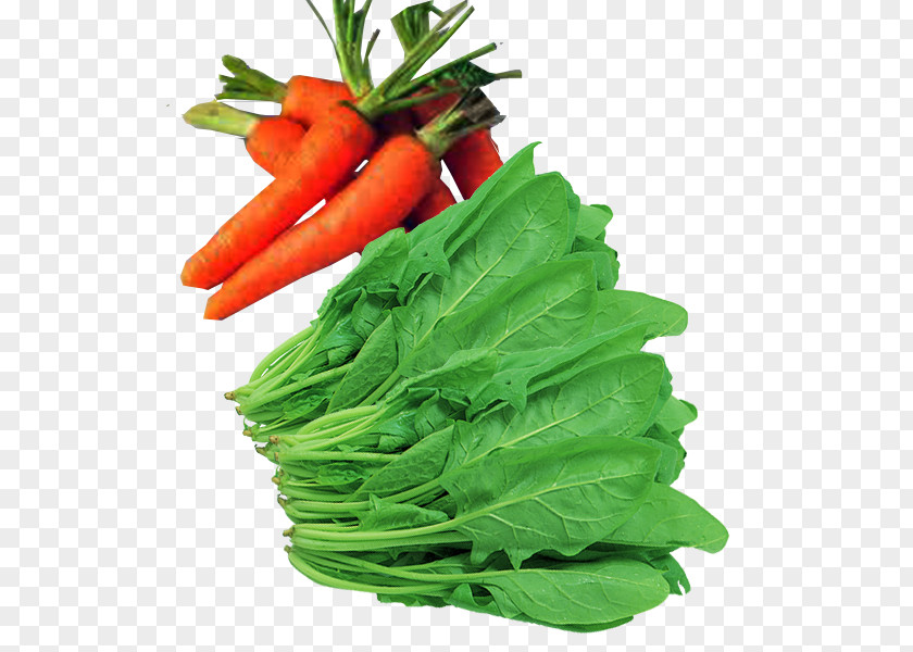 Vegetables In Kind Carrot Liangfen Vegetable Food Carotene PNG