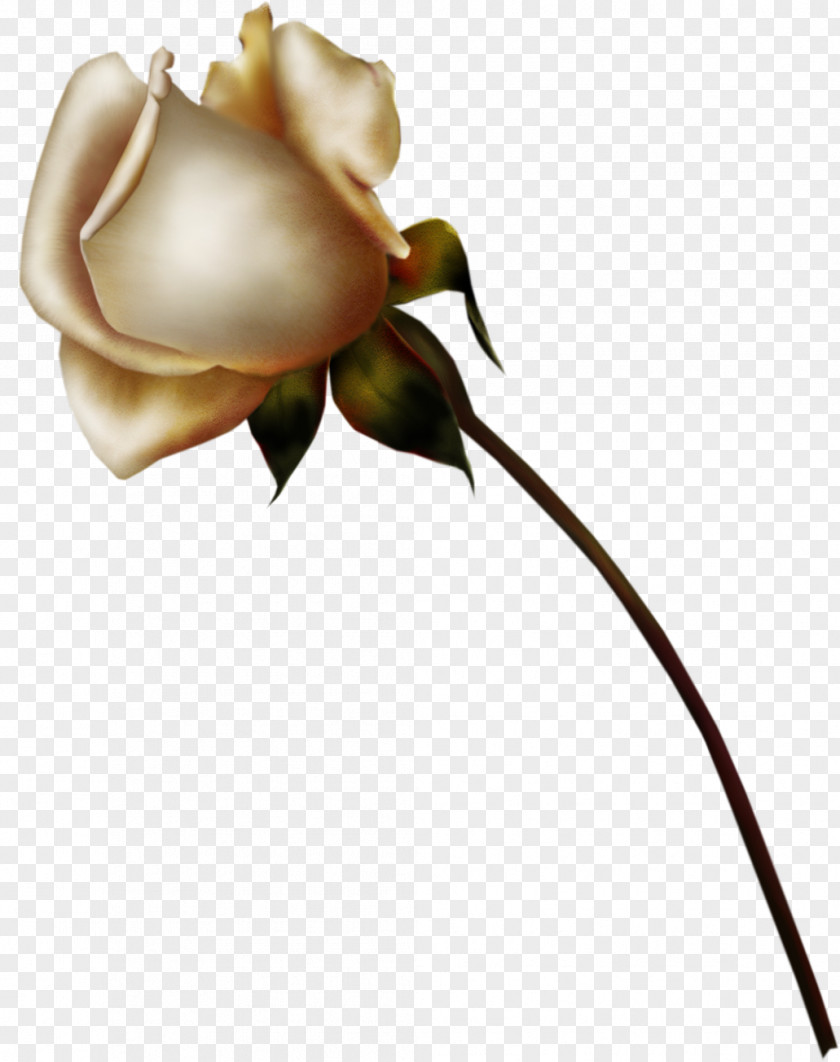 White Roses Rose Flower Drawing PNG
