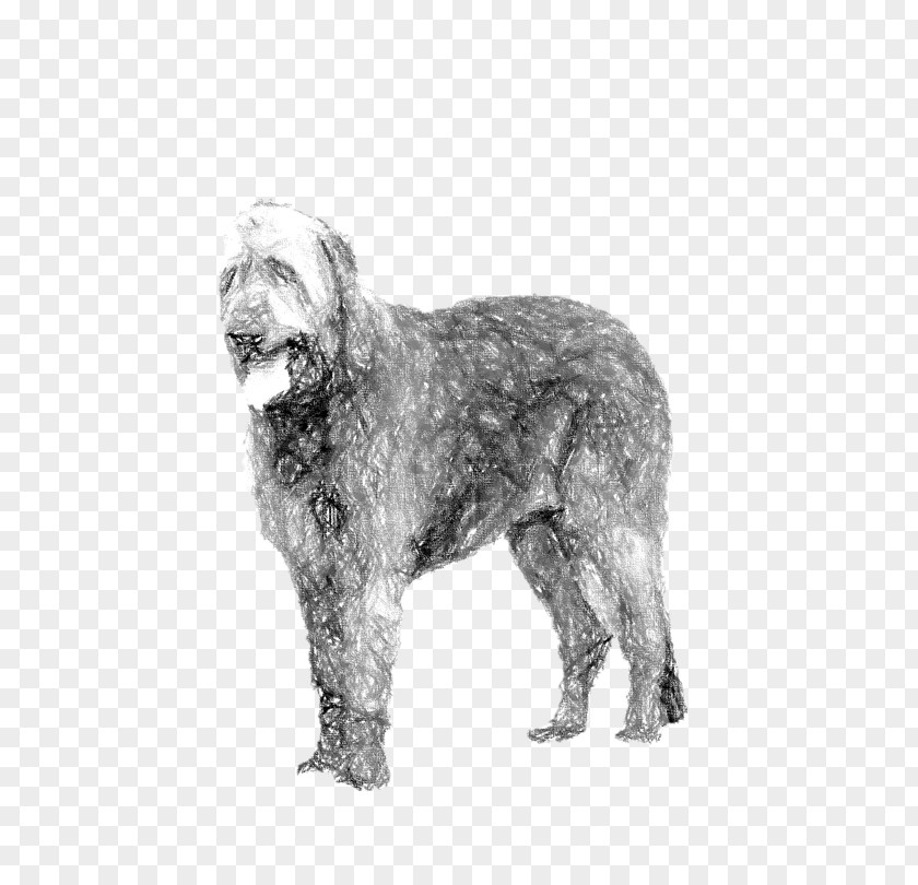 Wirehaired Pointing Griffon Glen Dutch Smoushond Schnoodle Irish Wolfhound PNG