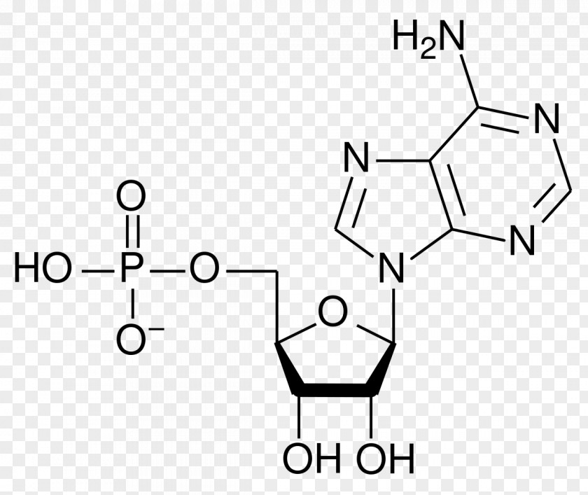 Deoxyadenosine Monophosphate Adenosine Triphosphate Diphosphate Nucleotide PNG