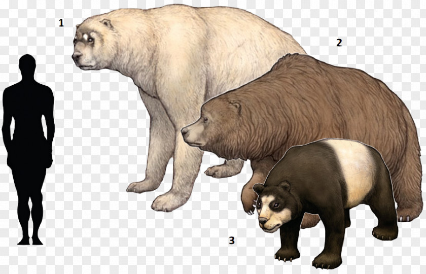 Ancient Beast Polar Bear Cave Short-faced Bears Panthera Leo Spelaea PNG
