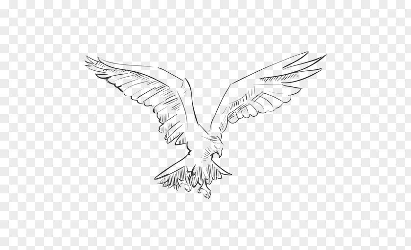 Eagle Bird Drawing PNG