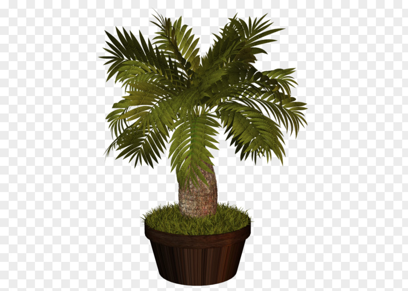 Indoor Plants Flowerpot Asian Palmyra Palm Clip Art Houseplant PNG
