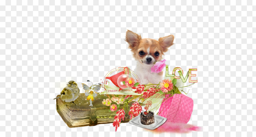 Joyeux-anniverSaire Chihuahua Puppy Yorkshire Terrier Dog Breed Companion PNG