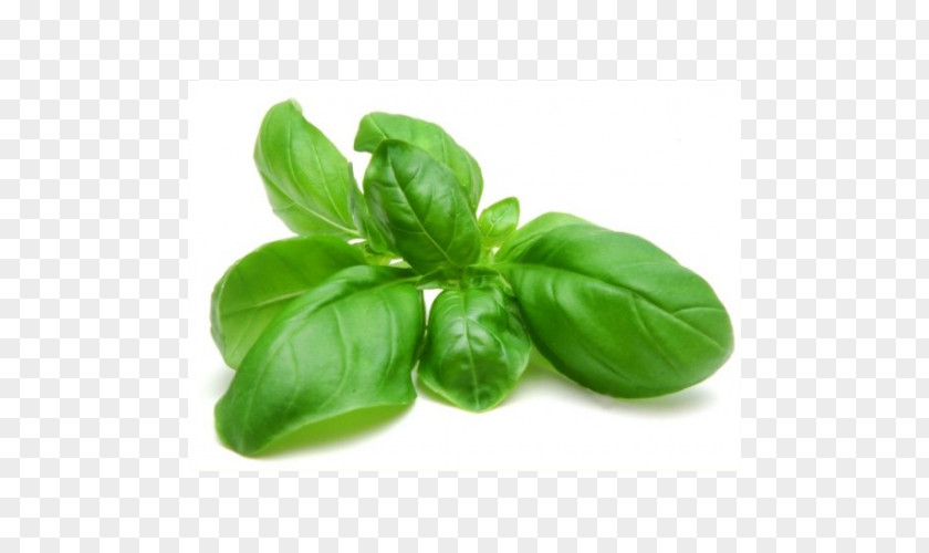 Leaf Thai Basil Pesto Herb Holy PNG